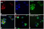 Human IgG (H+L) Cross-Adsorbed Secondary Antibody in Immunocytochemistry (ICC/IF)