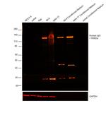 Human IgG (H+L) Cross-Adsorbed Secondary Antibody in Western Blot (WB)