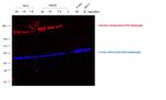 Sheep IgG (H+L) Cross-Adsorbed Secondary Antibody in Western Blot (WB)