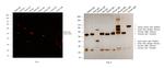 Sheep IgG (H+L) Cross-Adsorbed Secondary Antibody in Western Blot (WB)