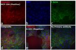 Chicken IgY (H+L) Secondary Antibody in Immunocytochemistry (ICC/IF)