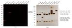 Chicken IgY (H+L) Secondary Antibody in Western Blot (WB)