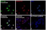 Chicken IgY (H+L) Secondary Antibody in Immunocytochemistry (ICC/IF)