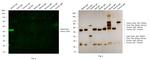 Rabbit IgG (H+L) Cross-Adsorbed Secondary Antibody