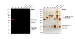 Human IgG (H+L) Cross-Adsorbed Secondary Antibody in Western Blot (WB)