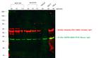 Chicken IgY (H+L) Secondary Antibody in Western Blot (WB)