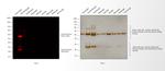 Guinea Pig IgG (H+L) Highly Cross-Adsorbed Secondary Antibody