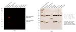 Syrian Hamster IgG (H+L) Cross-Adsorbed Secondary Antibody in Western Blot (WB)