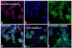 Mouse IgG (H+L) Cross-Adsorbed Secondary Antibody in Immunocytochemistry (ICC/IF)