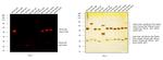 Mouse IgG (H+L) Cross-Adsorbed Secondary Antibody in Western Blot (WB)