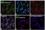 Goat IgG (H+L) Cross-Adsorbed Secondary Antibody in Immunocytochemistry (ICC/IF)