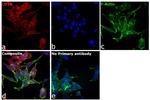 Goat IgG (H+L) Cross-Adsorbed Secondary Antibody in Immunocytochemistry (ICC/IF)