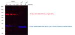 Goat IgG (H+L) Cross-Adsorbed Secondary Antibody in Western Blot (WB)