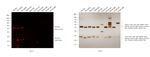 Rat IgG (H+L) Cross-Adsorbed Secondary Antibody in Western Blot (WB)