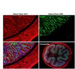 Rat IgG (H+L) Cross-Adsorbed Secondary Antibody in Immunohistochemistry (Paraffin) (IHC (P))