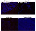 Rat IgG (H+L) Cross-Adsorbed Secondary Antibody in Immunohistochemistry (Paraffin) (IHC (P))