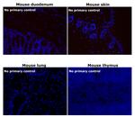 Rat IgG (H+L) Cross-Adsorbed Secondary Antibody in Immunohistochemistry (Paraffin) (IHC (P))