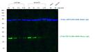 Mouse IgG (H+L) Cross-Adsorbed Secondary Antibody in Western Blot (WB)