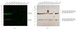 Mouse IgG (H+L) Cross-Adsorbed Secondary Antibody in Western Blot (WB)