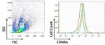 Rabbit IgG (H+L) Highly Cross-Adsorbed Secondary Antibody in Flow Cytometry (Flow)