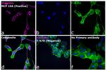 Rabbit IgG (H+L) Highly Cross-Adsorbed Secondary Antibody in Immunocytochemistry (ICC/IF)