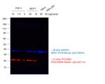 Rabbit IgG (H+L) Highly Cross-Adsorbed Secondary Antibody in Western Blot (WB)