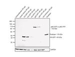 GFP Antibody in Western Blot (WB)