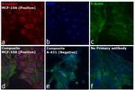 Rabbit IgG (H+L) Highly Cross-Adsorbed Secondary Antibody in Immunocytochemistry (ICC/IF)