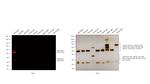 Rabbit IgG (H+L) Highly Cross-Adsorbed Secondary Antibody in Western Blot (WB)