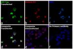 GFP Antibody in Immunocytochemistry (ICC/IF)