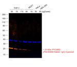 Rabbit IgG (H+L) Cross-Adsorbed Secondary Antibody in Western Blot (WB)