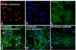 Rat IgG (H+L) Cross-Adsorbed Secondary Antibody in Immunocytochemistry (ICC/IF)