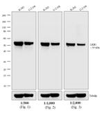 Mouse IgG2a Secondary Antibody in Western Blot (WB)