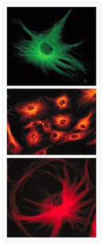 Mouse IgG (H+L) Cross-Adsorbed Secondary Antibody in Immunocytochemistry (ICC/IF)