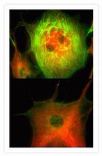 Mouse IgG (H+L) Cross-Adsorbed Secondary Antibody in Immunocytochemistry (ICC/IF)