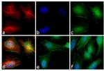 Rabbit IgG (H+L) Cross-Adsorbed Secondary Antibody in Immunocytochemistry (ICC/IF)