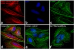 Rabbit IgG (H+L) Cross-Adsorbed Secondary Antibody in Immunocytochemistry (ICC/IF)