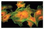 Mouse IgG (H+L) Cross-Adsorbed Secondary Antibody in Immunocytochemistry (ICC/IF)