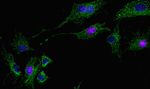 Mouse IgG (H+L) Highly Cross-Adsorbed Secondary Antibody in Immunocytochemistry (ICC/IF)