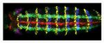 Mouse IgG (H+L) Highly Cross-Adsorbed Secondary Antibody in Immunohistochemistry (IHC)