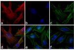 Mouse IgG (H+L) Highly Cross-Adsorbed Secondary Antibody in Immunocytochemistry (ICC/IF)