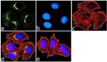 Mouse IgG (H+L) Highly Cross-Adsorbed Secondary Antibody in Immunocytochemistry (ICC/IF)