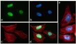 Rabbit IgG (H+L) Highly Cross-Adsorbed Secondary Antibody in Immunocytochemistry (ICC/IF)