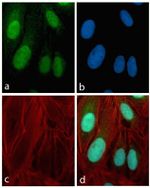 Rabbit IgG (H+L) Highly Cross-Adsorbed Secondary Antibody in Immunocytochemistry (ICC/IF)