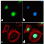 Rabbit IgG (H+L) Highly Cross-Adsorbed Secondary Antibody in Immunocytochemistry (ICC/IF)