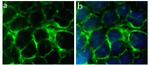 Rabbit IgG (H+L) Highly Cross-Adsorbed Secondary Antibody in Immunocytochemistry (ICC/IF)