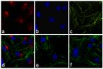 Rabbit IgG (H+L) Highly Cross-Adsorbed Secondary Antibody in Immunocytochemistry (ICC/IF)