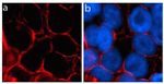 Rabbit IgG (H+L) Highly Cross-Adsorbed Secondary Antibody in Immunocytochemistry (ICC/IF)