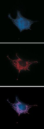 Mouse IgG (H+L) Cross-Adsorbed Secondary Antibody in Immunocytochemistry (ICC/IF)