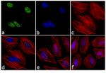 Rabbit IgG (H+L) Cross-Adsorbed Secondary Antibody in Immunocytochemistry (ICC/IF)